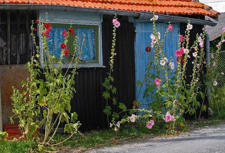 Cabane de pêcheur et roses trémières