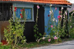 Cabane de pêcheur et roses trémières